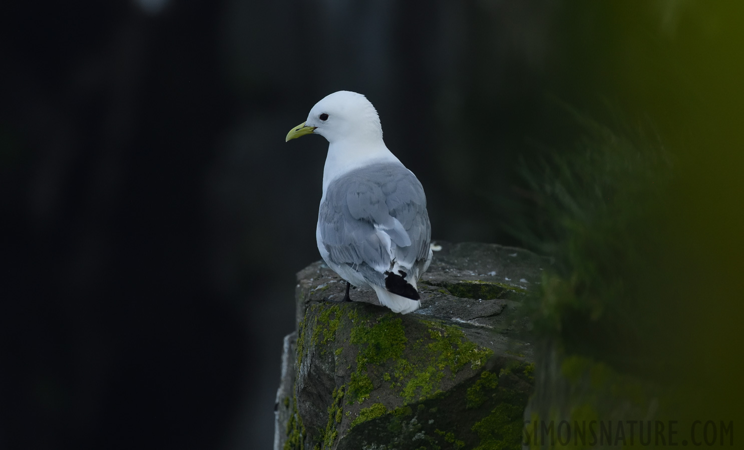 Rissa tridactyla tridactyla [400 mm, 1/3200 Sek. bei f / 8.0, ISO 1600]